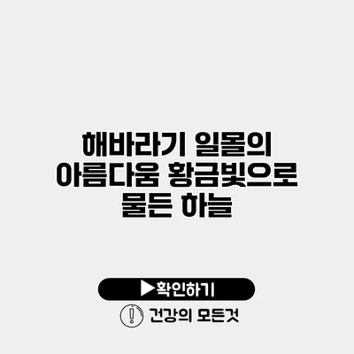 해바라기 일몰의 아름다움 황금빛으로 물든 하늘